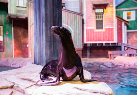 SunTrust Pier 225 | Sea Lion | Georgia Aquarium