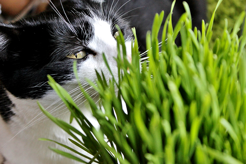 cat grass