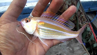 ikan kurisi