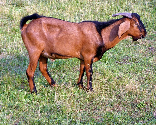 Kita Sebenarnya Ditipu Yahudi Tentang Daging Kambing