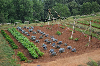 Rotation des cultures au potager