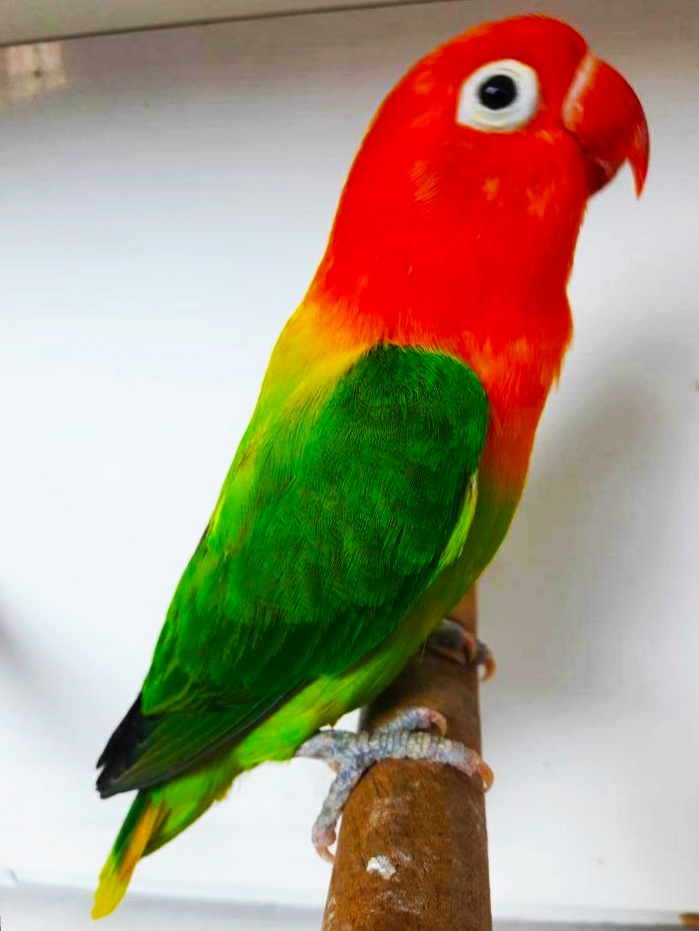 Gambar Burung Lovebird Biola Klik OK
