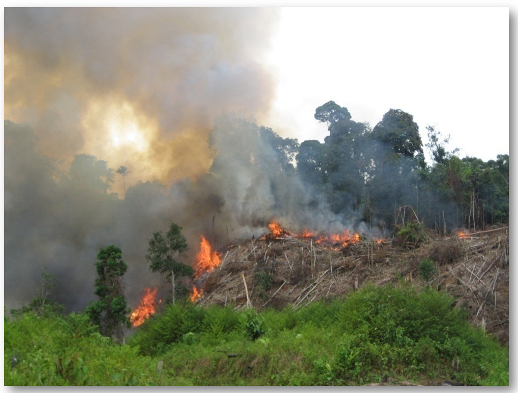 Tugas : Kebakaran hutan di Kalimantan Barat ~ Green Environment