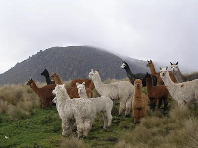 Alpacas of different colors near a mountain