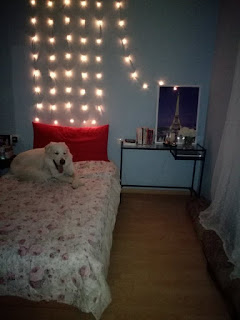 dog on bed books fairylights