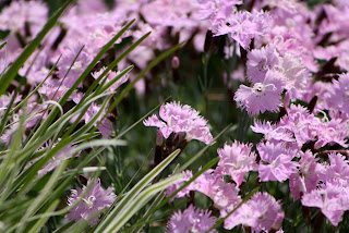 dianthus baths pink