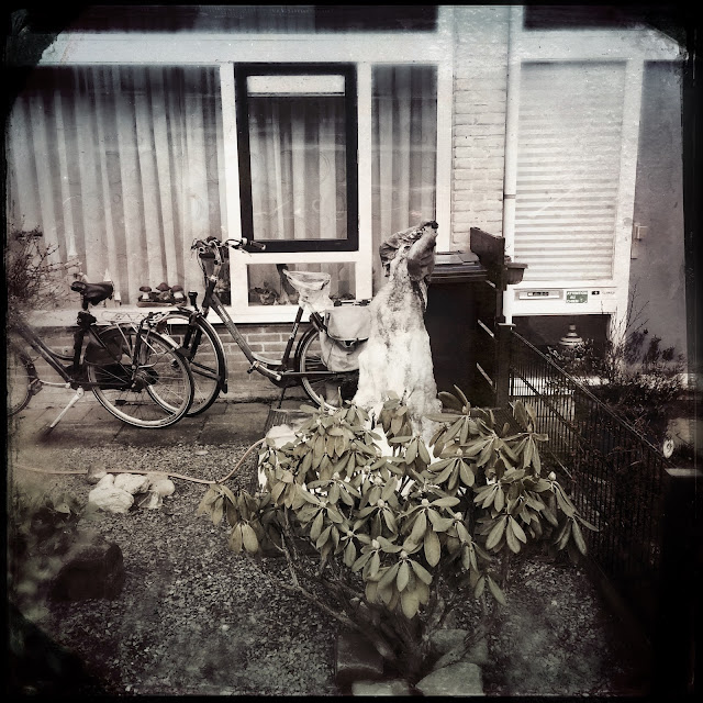 Bevroren tuin: het is koud! Hipstamatic: Smith + C-Type Plate. Foto: Robert van der Kroft