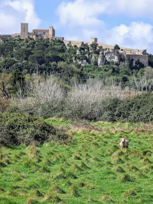 Sheep on a field of green in the foreground with Obidos Castle on a hill in the distance