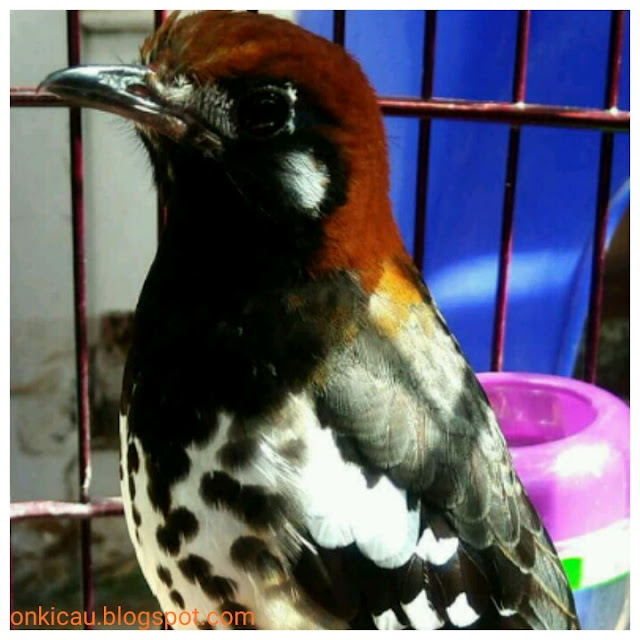 gambar burung anis kembang jantan