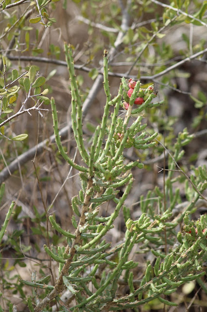 Christmas Cholla