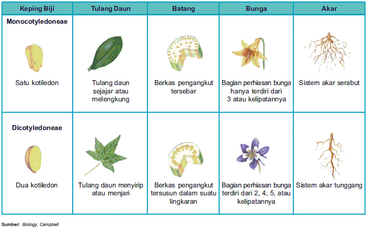 Gambar tumbuhan monokotil dan dikotil