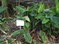 Arrowroot, Foster Botanical Garden - Honolulu, HI