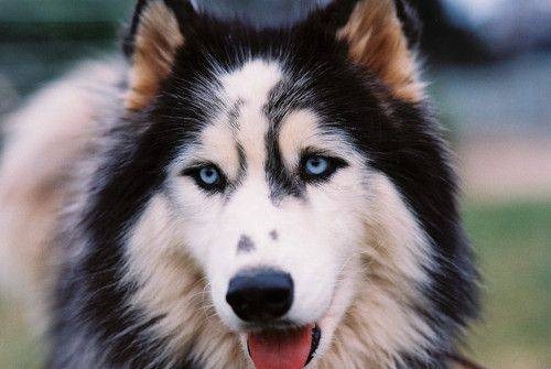 adorable-pups-16