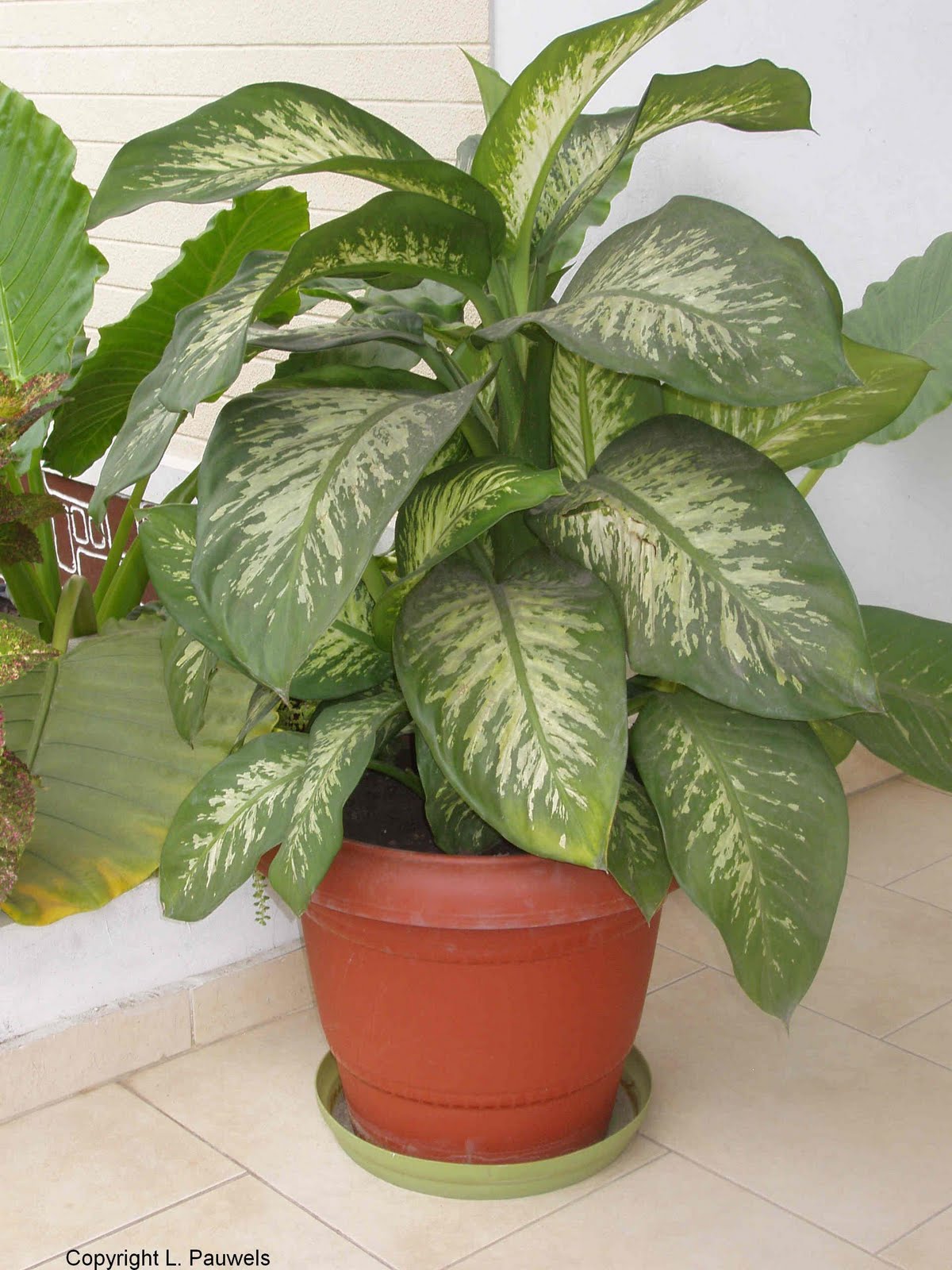 Attractive House  Plants  2019 Large House  Plants 