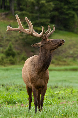 Bull Elk, Rocky Mountain National Park