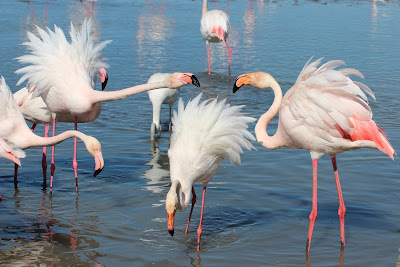 Grutte Flamingo - Flamingo - Phoenicopterus roseus