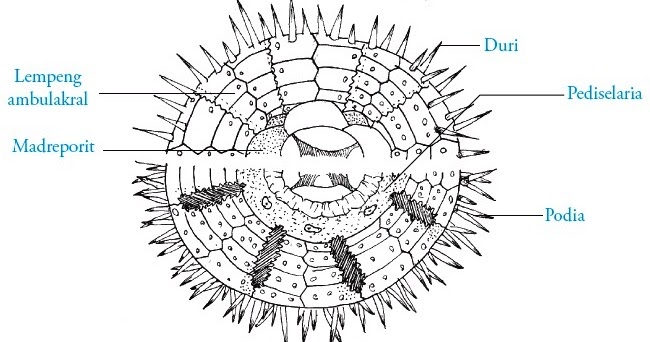 Filum Echinodermata Pengertian Ciri ciri Klasifikasi 