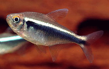 Black Neon Tetra Gallery