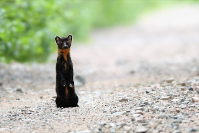 Pine Marten Trans Canada Trail Newfoundland.