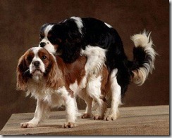 ACCOPPIAMENTO CANE