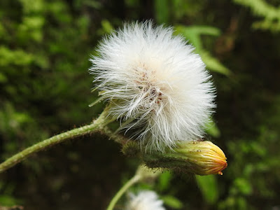 苦苣菜的瘦果