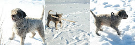 Lagotto Romagnolo