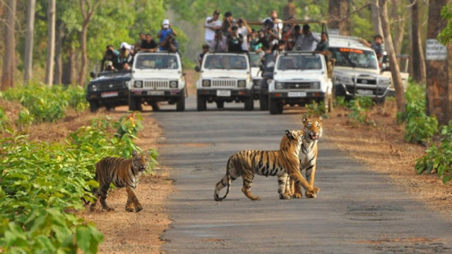 wildlife tours to india
