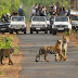 Wildlife Tour India - Come and Experience the Soul of India