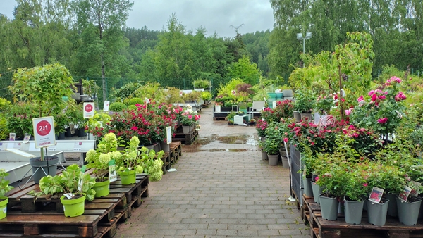 hagen min hageliv blomster bær