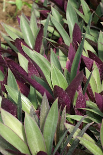 Tradescantia spathacea 'Minima'