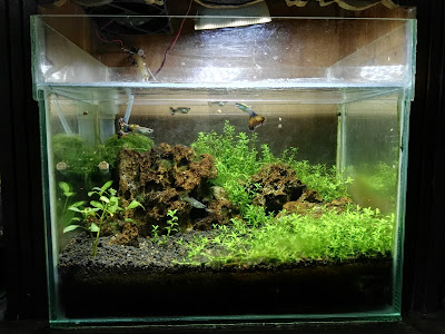 desain aquascape pati