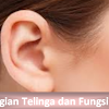 Mengenali Bagian-Bagian Pendengaran Dan Fungsinya