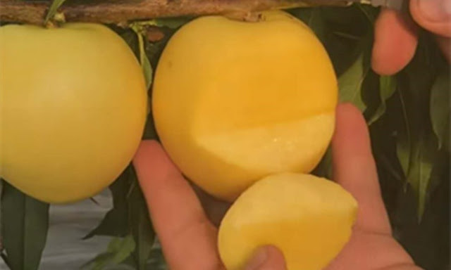 trái cây trung quốc, đặc sản trung quốc, trái cây tàu, trái cây nhập khẩu, trái cây độc lạ, đào thịt vàng, giống đào mới, đào vàng trung quốc, đào vàng tàu, đào dưỡng sinh trung quốc, đào dưỡng sinh tàu, trồng đào