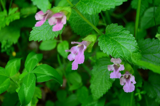 Melitis melissophyllum