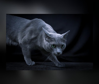 This is an illustration of the a cat from the Chartreux Breed