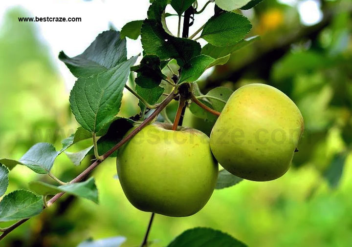 benefits of green apples,health benefits of apples,benefits of apples,apple benefits,health benefits of green tea,apple benefits for health,benefits of green tea,benefits of eating apples,health benefits of apple,green tea benefits,benefits of drinking green tea,health benefits,green tea health benefits,apple health benefits,benefits of red apples,health benefits of custard apples,top 10 benefits of apples,green apple benefits weight loss,the health benefits of bananas