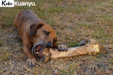 Cara melatih anjing kampung agar pintar berburu