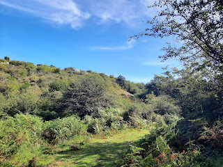 Escombrera entre los árboles