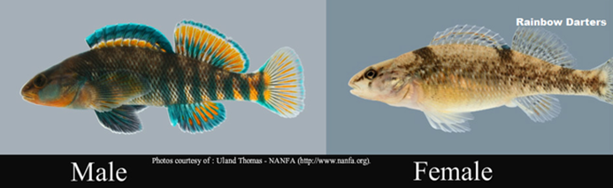 Dimorfismo sexual en Etheostoma caeruleum.