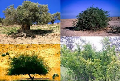 شجرة الغرقد اليهودية Gharqad tree