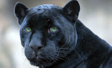 Animales - Fotografías de Panteras Negras - Felinos - Black Panthers