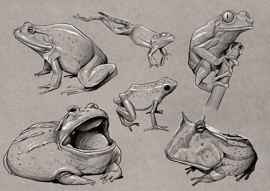 13-Frogs-and-Toads-Animal-Drawings-Maxwell-Yeager-www-designstack-co