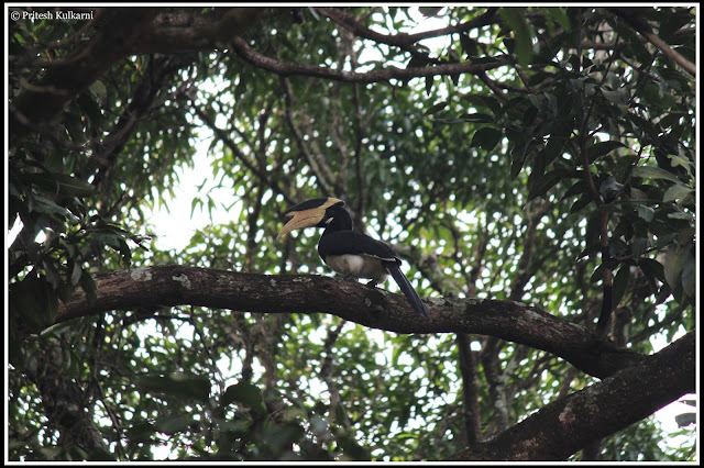 Malabar Pied Hornbill at Rameshwar Temple