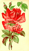 Free Flower Graphic: Vintage Red Rose Clip Art on Vintage Postcard (flwrpc )