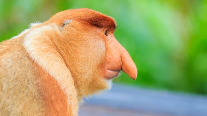 This Monkey Have Such A Giant Nose? As Usual, It's All About Sex