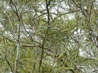 Tamarin des hauts - Acacia hétérophylle - Acacia heterophylla 