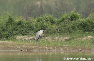 Cocoi Heron