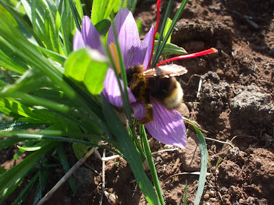 Piante da Giardino, Piante Aromatiche