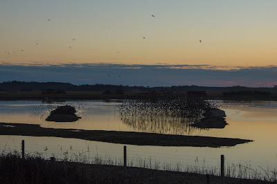 Flocks of starlings