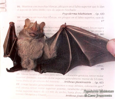 Ipanema broad nosed Bat